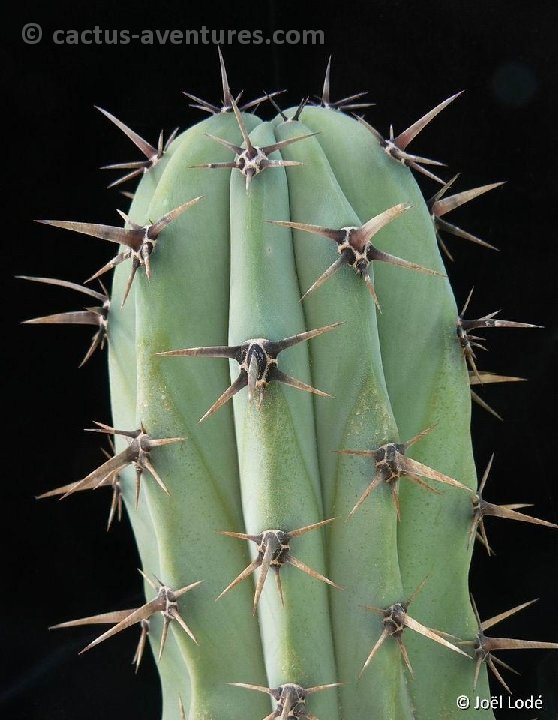 Myrtillocactus cochal JLcoll.3293